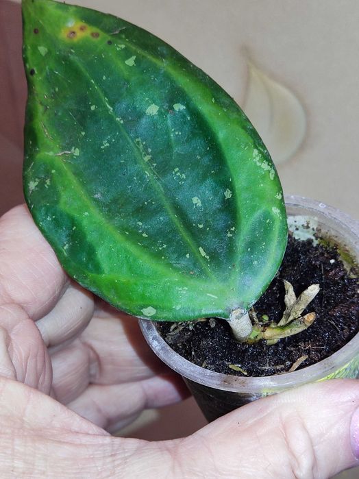 Хойя - живці вкорінені та зріз