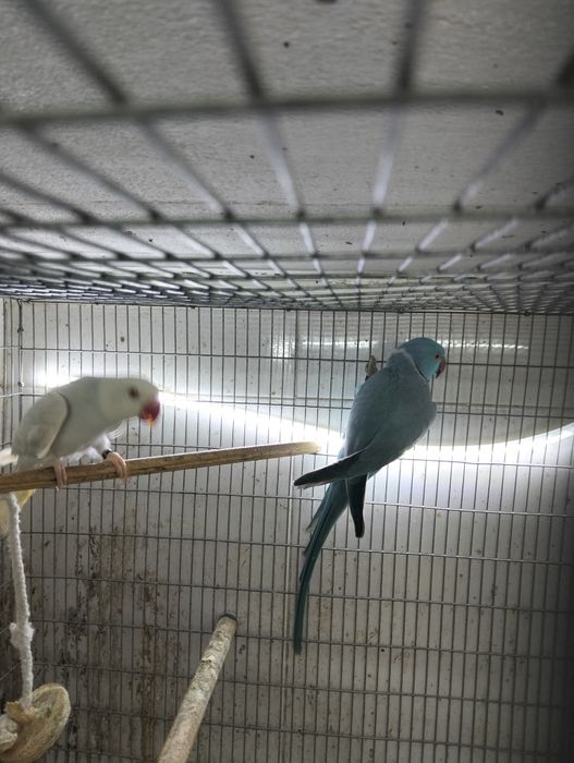 Casal de ringnecks