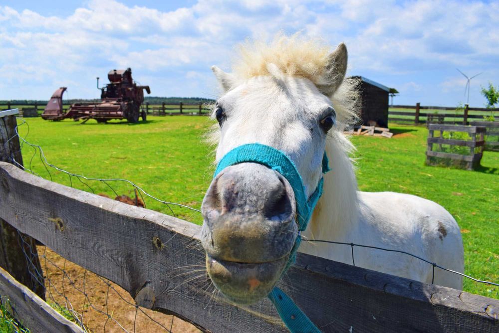 Leśny Zakątek Uroczysko -Tiny House , noclegi , sauna i balia , basen