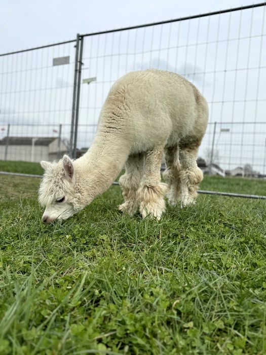 Alpaka samczyk 3 letni