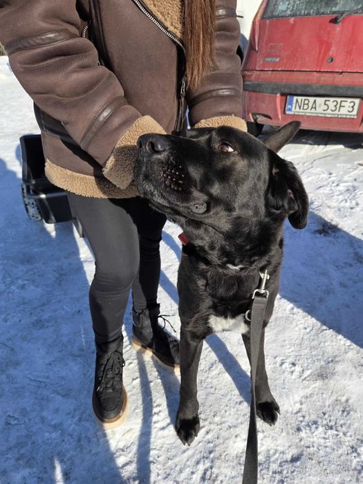 FIGARO - Schronisko dla Zwierząt w Ostródzie