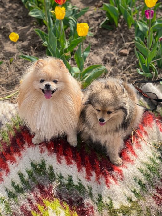 Вязка шпіц , ведмедик