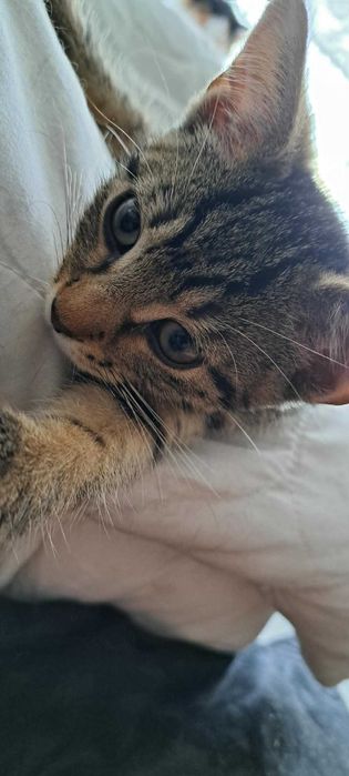 Skradnie Twoje palce i Twoje serce! Ryś poleca się do adopcji!