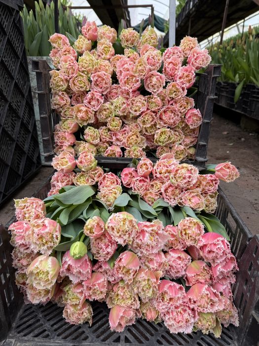 Тепличні тюльпани гурт