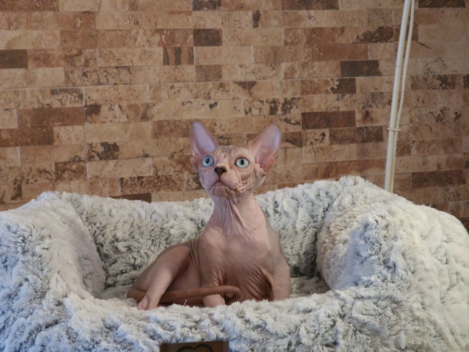 Mour-a-Mour Canadian sphynx
