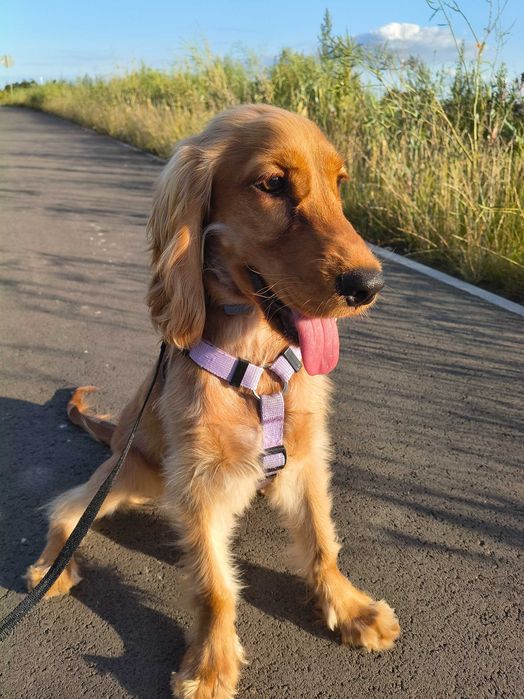 Pies rasy Cocker spaniel angielski
