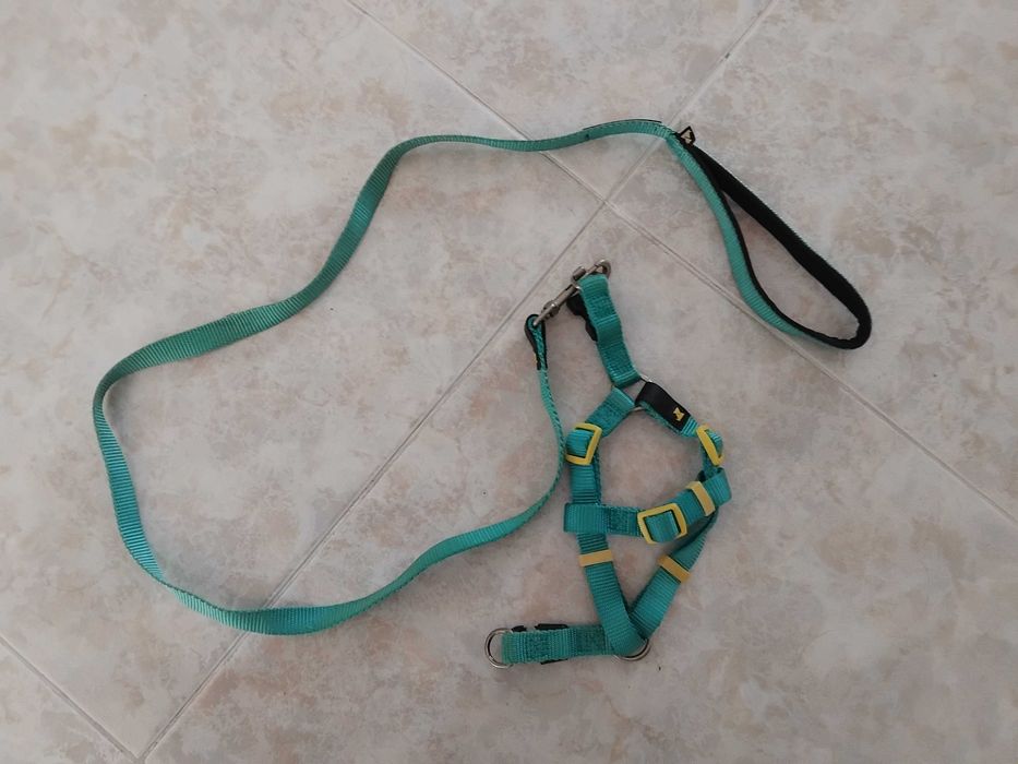 Trela e peitoral para cão ou gato pequeno