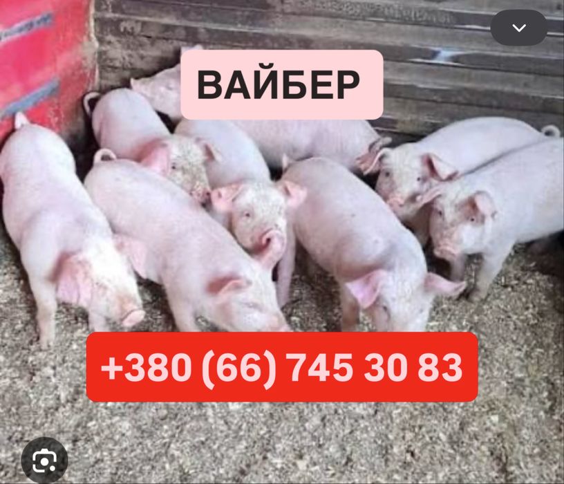 ПОРОСЯТА малі / велика біла 100 шт