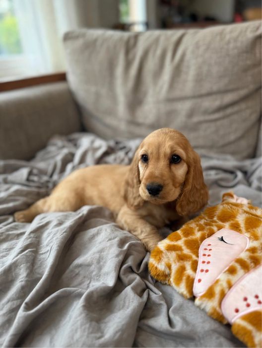 Śliczna sunia Cocker Spaniel Angielski z rodowodem i wyprawką