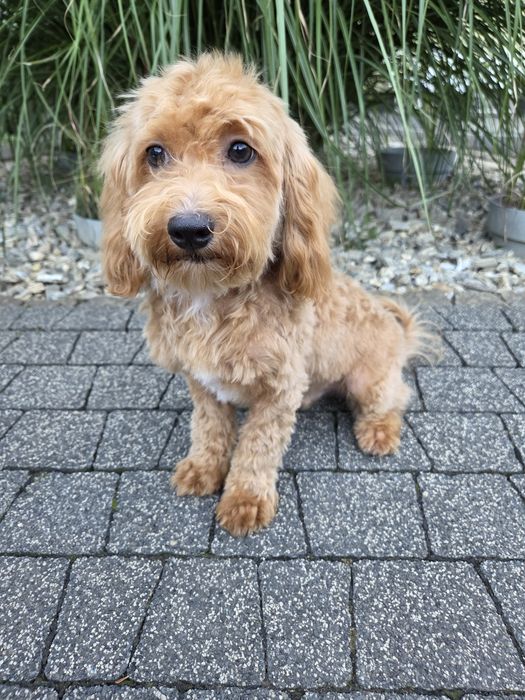 Maltipoo piesek maltańczyk & pudel