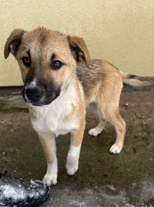 Маленька собака/ песик шукає дім