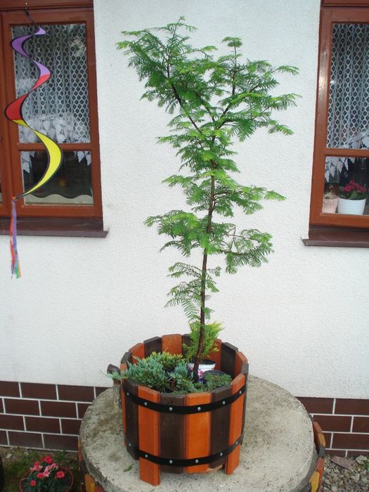 Metasekwoja kunigamia w doniczkach