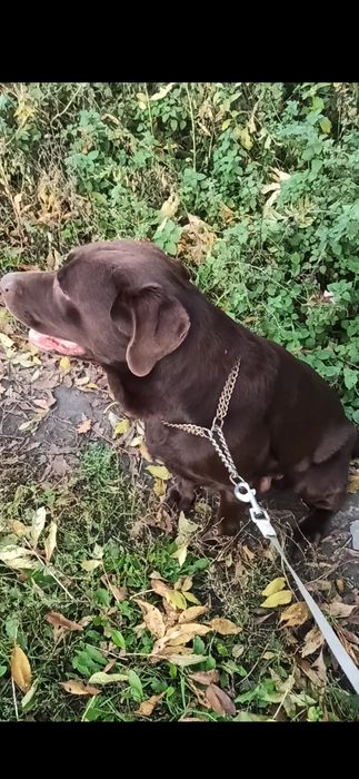 Вязка шоколадного лабрадора