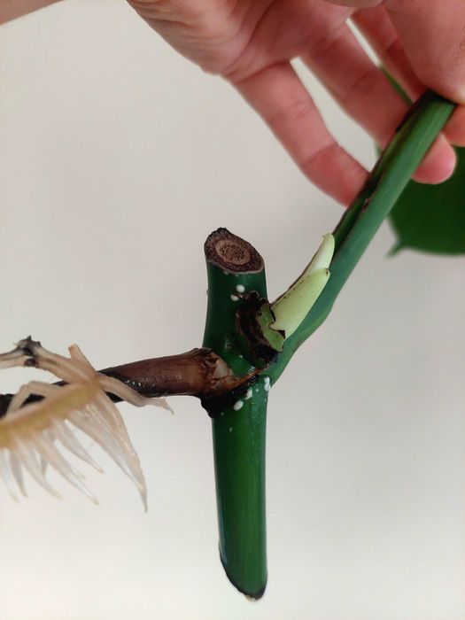 Monstera Albo variegata- F