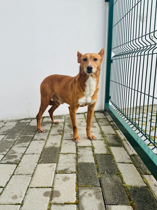 Caozinho para adopção