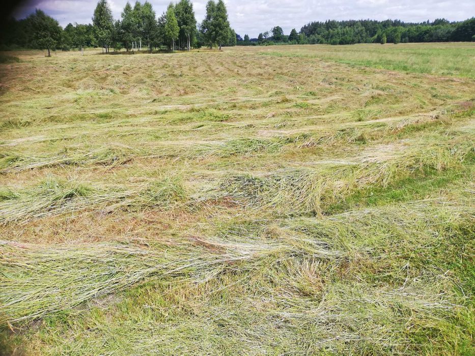 Koszenie działek, łąk. nieużytków Kielce, Piekoszów, Małogoszcz ,Chęci