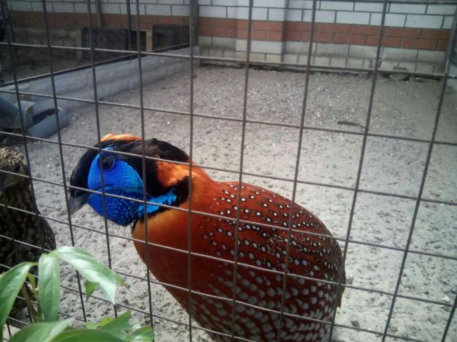 Фазан теминко  продам