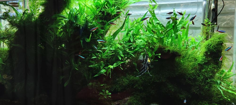 Microsorium mech anubias