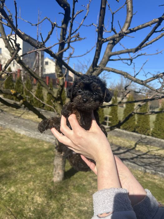 Хлопчик йоркіпу