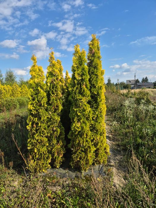 Żywotnik thuja 'Salland' 200-250 cm
