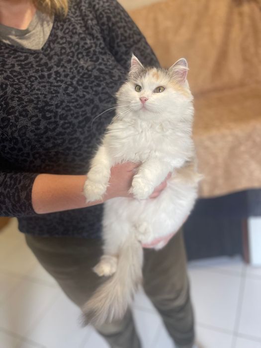 Котята  котики  отдам красивая кошка