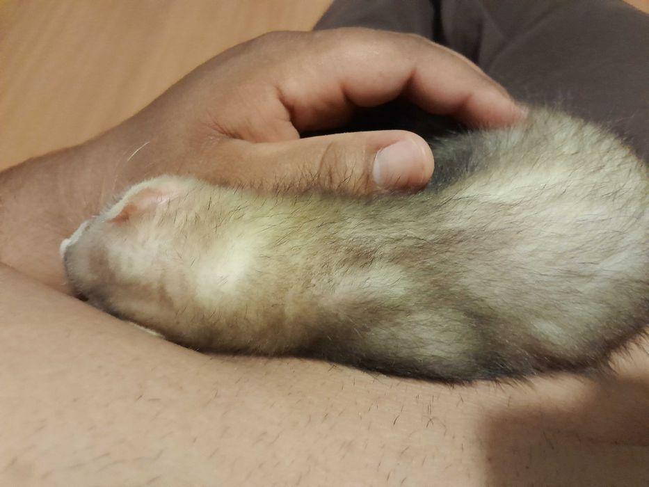 Animal femea 3 meses 150,00