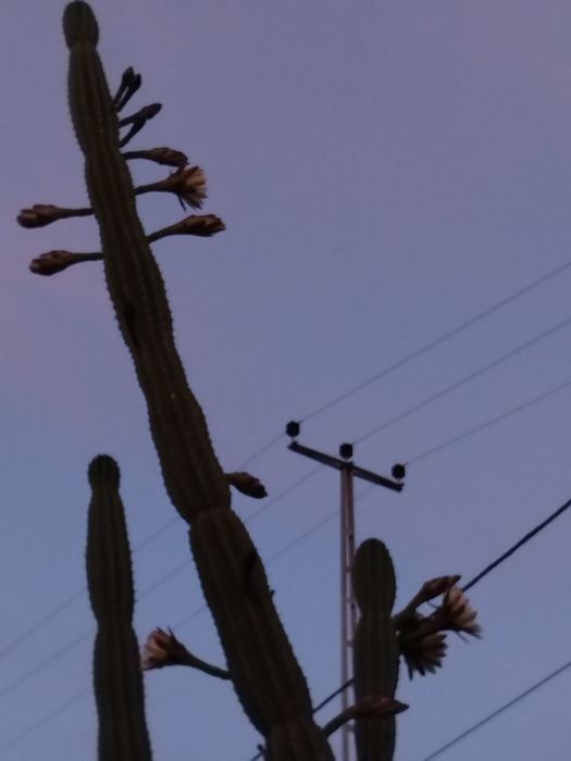 Catos gigantes San Pedro..plantas