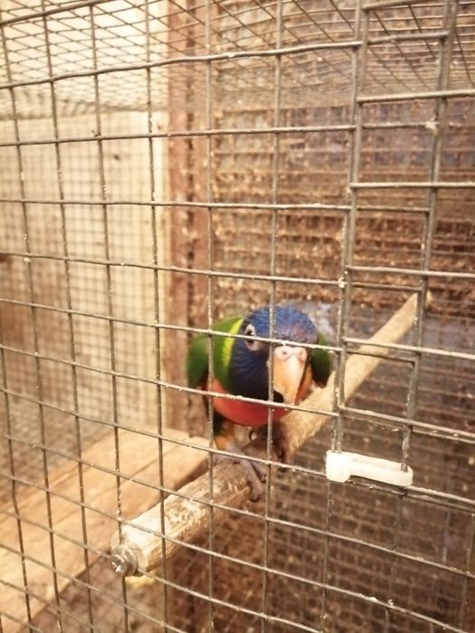 Loris molucanos venda