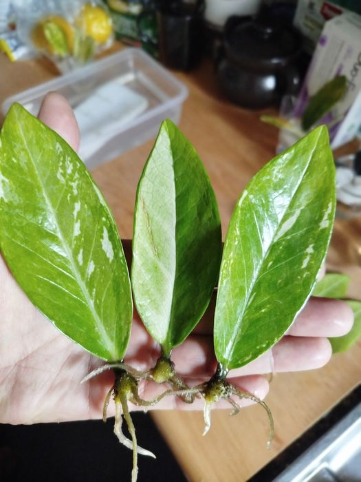 Zamiokulkas variegata