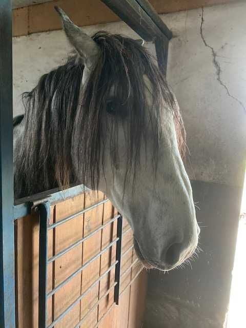 Um cavalo muito bonito, ideal para mulheres ou crianças.