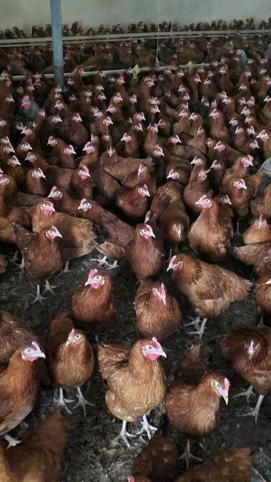 Kury Rosa nioski z wolnego wybiegu. Dominant Tetra Dowóz gratis