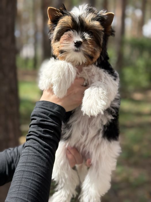 Гарна дівчинка бівер йорк з документами КСУ
