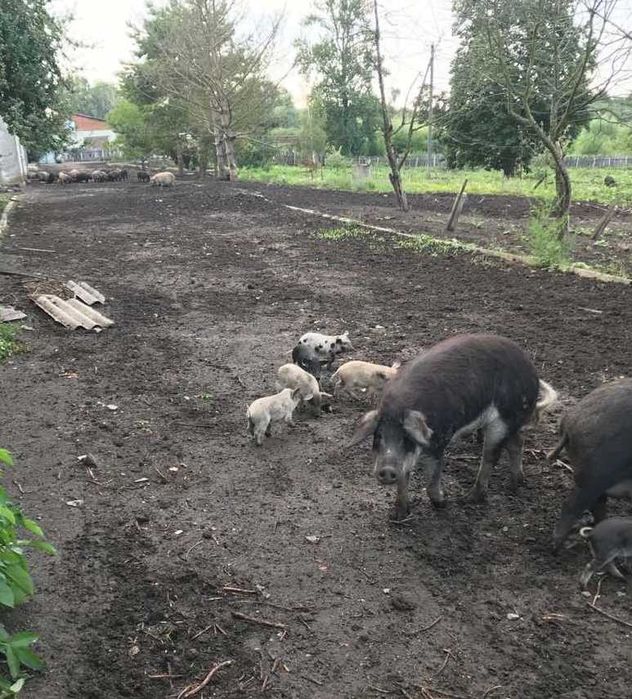 Продаю поросята мангал, мангалиця(молодняк  )ціна договірна.