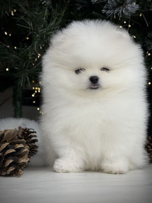 Срочно шпиц тип мишка в продаже