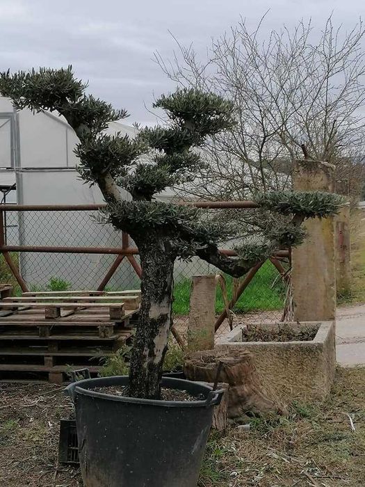 Oliveira Bonsai/ Oliveira Ornamental