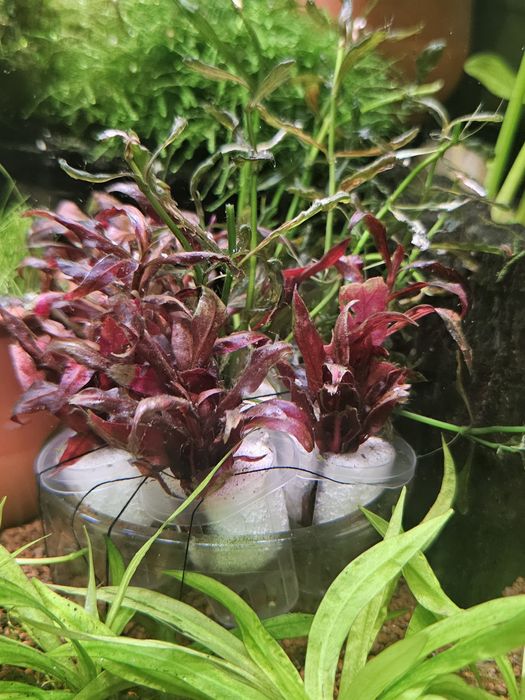 Planta para aquario Alternanthera reineckii