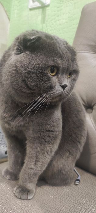 Шотландский Кот вязка