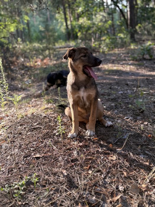 Дівчинка Соня самка собака цуценя щенок в добрі руки сука
