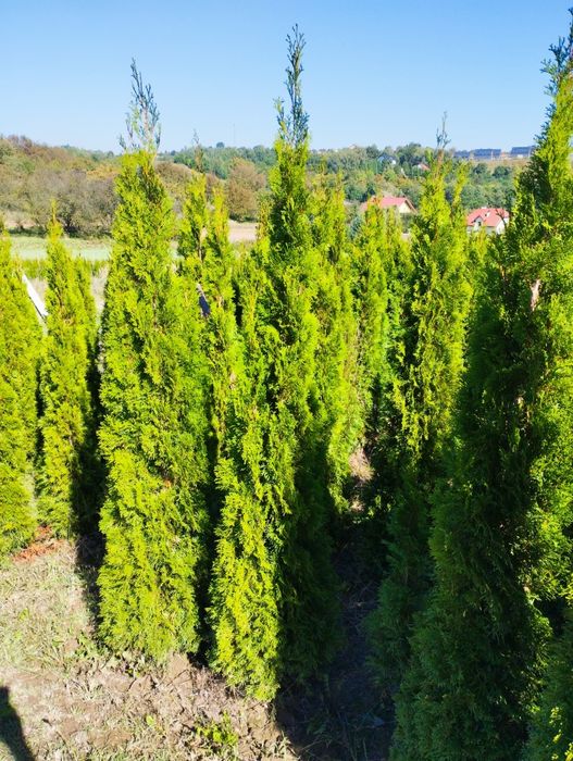 Thuja Szmaragd gęsty 140-150cm Zielonki