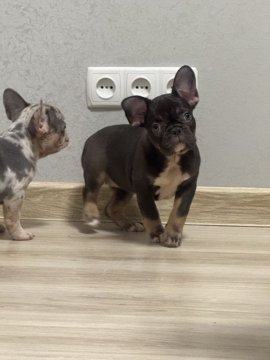 Подаруйте собі радість!Цуценята бульдоги готові до переїзду