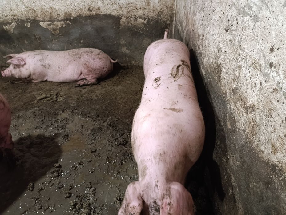 Продаються Свині жива вага 90  вага 170++