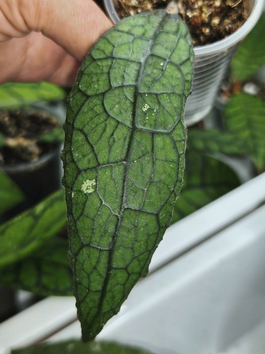 Хойя Clemensiorum sp.Sumatra