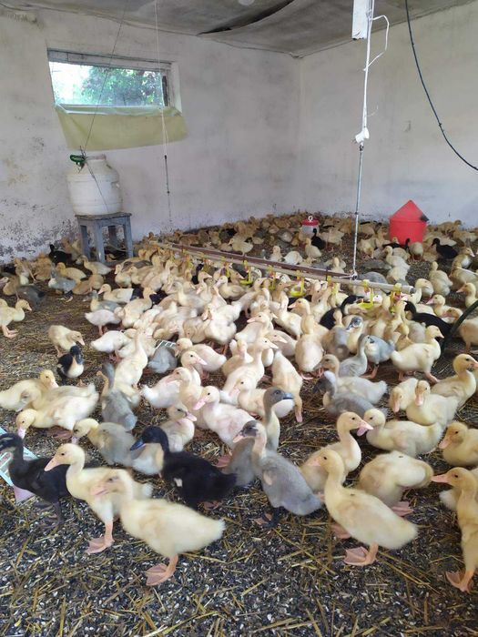 качки утки підрощені каченята орвія голубий фаворит