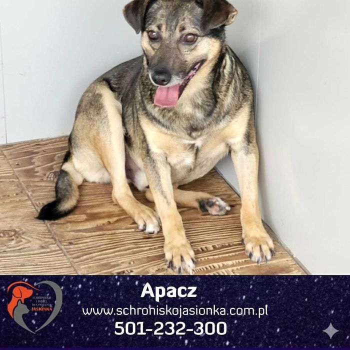 APACZ do adopcji Schronisko Jasionka