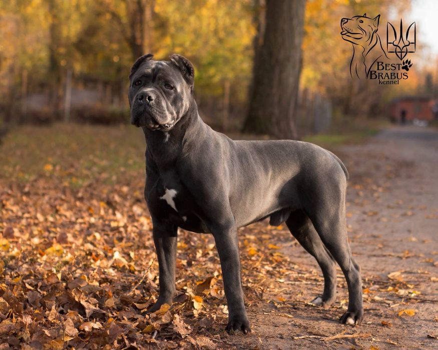 Шикарний кобель Кане корсо для  Вязки