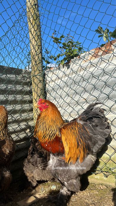 Brahma perdiz Dourado/azul [frangos]