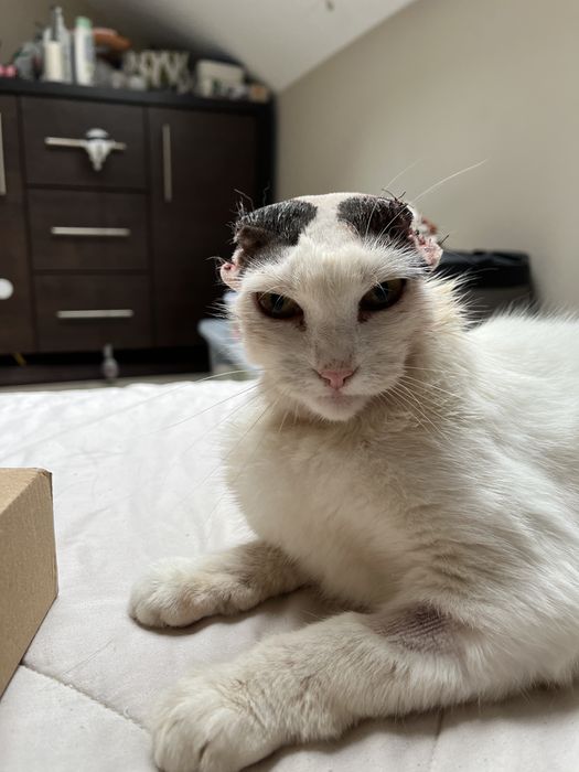 Biała czarna kotka bez uszu wykastrowana adopcja szuka domu