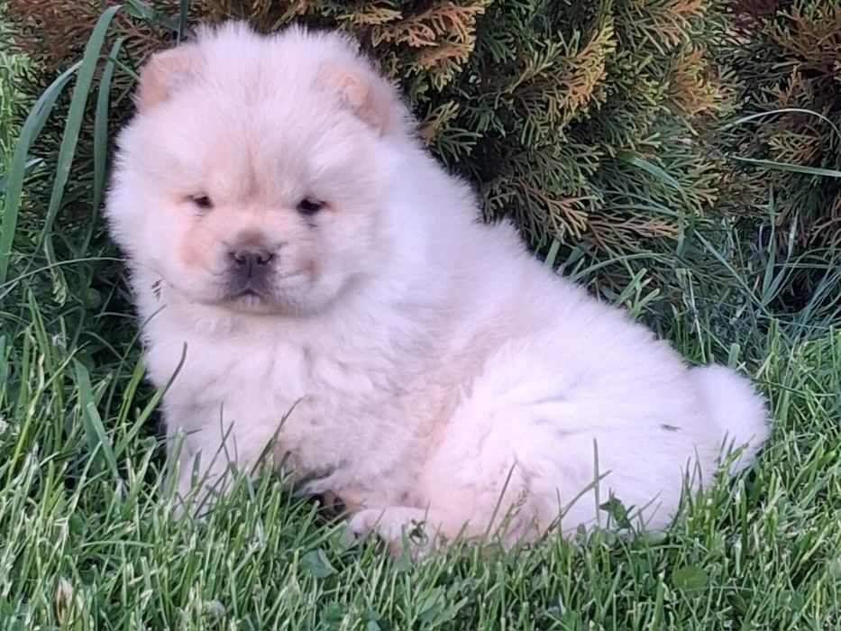Chow chow  suczka