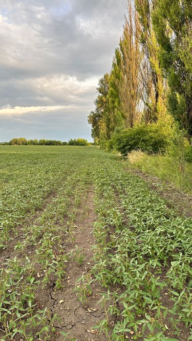 Земля пай ділянка 2,10 га біля траси лісосмуги