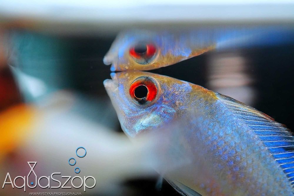 Pielęgniczka ramireza "Electric Blue" - AQUASZOP